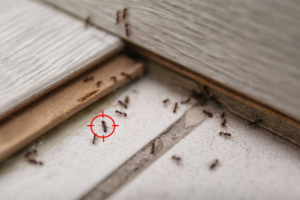 Best Mosquito Control Services  in Buchanan, GA