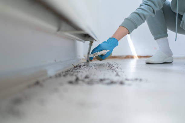Best Bed Bug Extermination  in Buchanan, GA